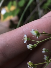 Micranthes marshallii