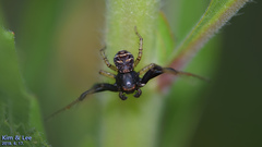 Xysticus ephippiatus
