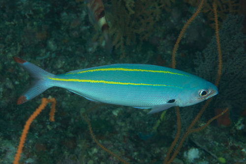 Marr's fusilier (Pterocaesio marri) — Caesionidae