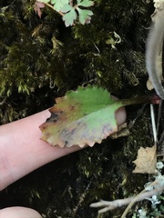 Micranthes marshallii