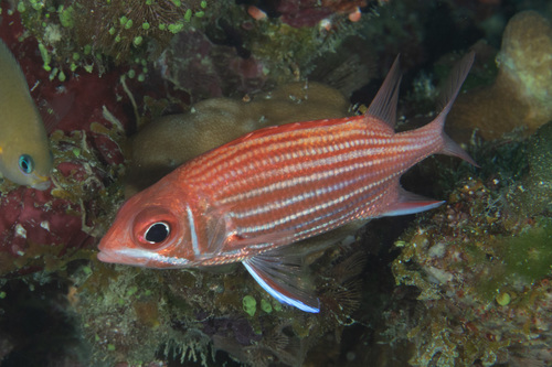 Samurai squirrelfish (Sargocentron ittodai) — Holocentridae