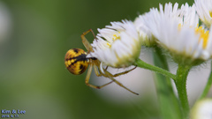 Neoscona adianta