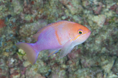 Pseudanthias engelhardorum