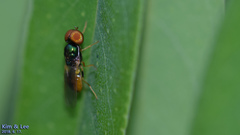 Microchrysa flaviventris
