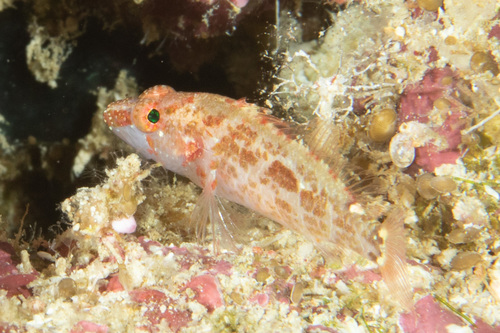 Langvin-dwergbaars (Plectranthias longimanus) — Serranidae