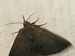 Zanclognatha protumnusalis