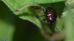 Colasposoma dauricum