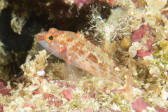 Plectranthias longimanus