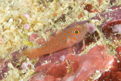 Trimma annosum