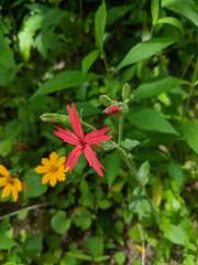 Silene virginica robusta