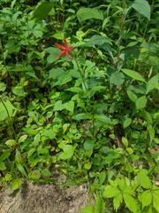 Silene virginica robusta
