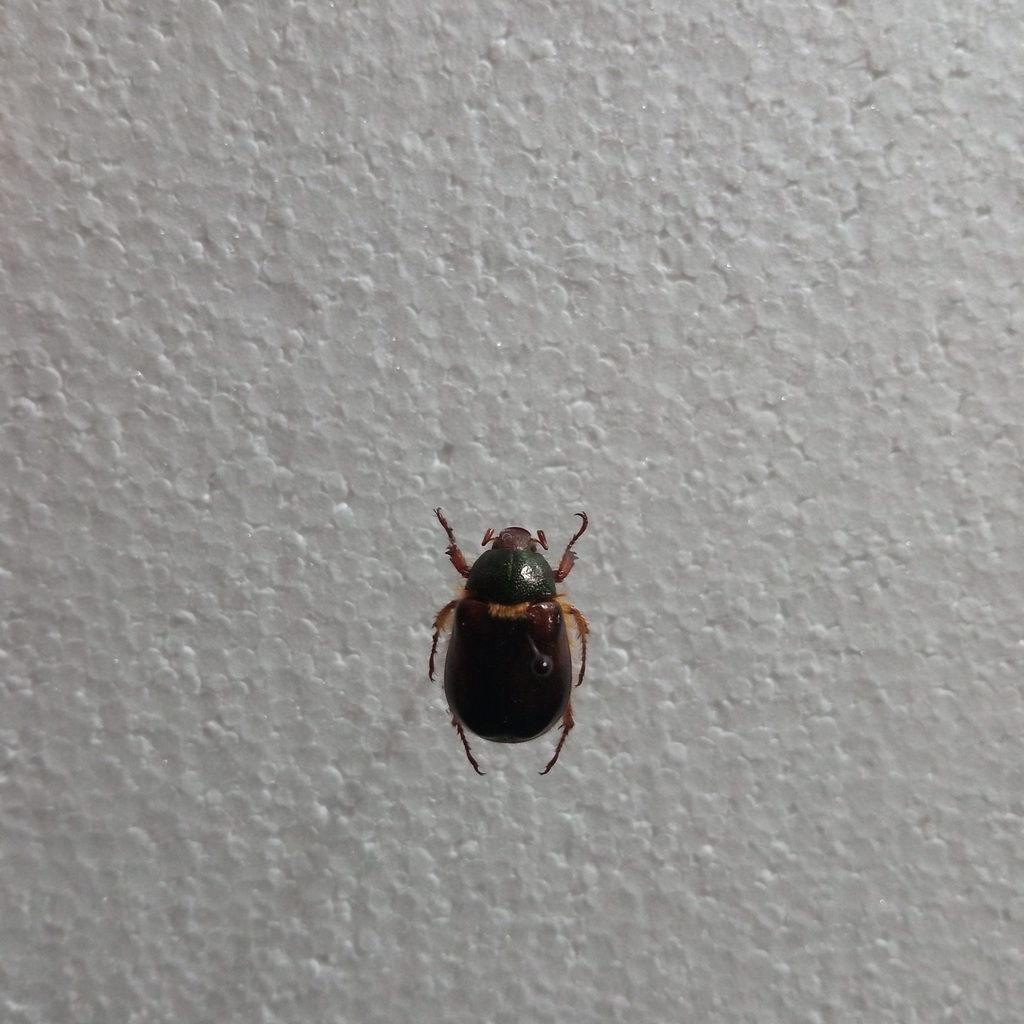 Aulacopalpus punctatus