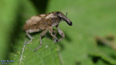Lixus acutipennis