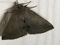 Zanclognatha protumnusalis