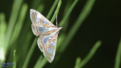 Glyphodes duplicalis