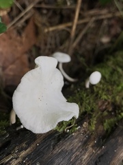 Clitocybe peralbida