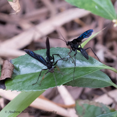 Leptodialepis bipartitus