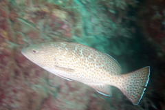 Mycteroperca rosacea