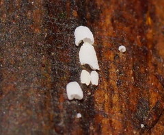 Calyptella