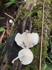 Clitocybe peralbida