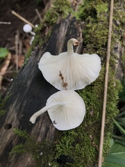 Clitocybe peralbida