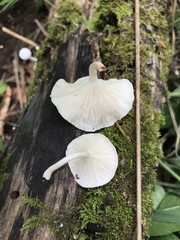Clitocybe peralbida