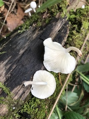 Clitocybe peralbida