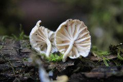 Marasmiellus alliiodorus