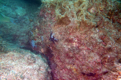 Stegastes rectifraenum