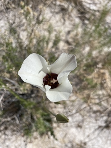 Image of Calochortus excavatus by (c) Matt Berger, some rights reserved (CC BY)