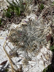 Astragalus argophyllus argophyllus
