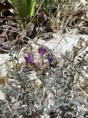 Astragalus argophyllus argophyllus