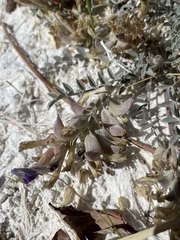Astragalus argophyllus argophyllus