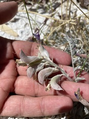 Astragalus argophyllus argophyllus