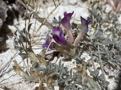 Astragalus argophyllus argophyllus