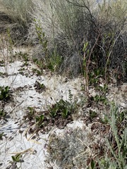 Astragalus argophyllus argophyllus