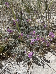 Astragalus argophyllus argophyllus