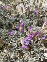 Astragalus argophyllus argophyllus