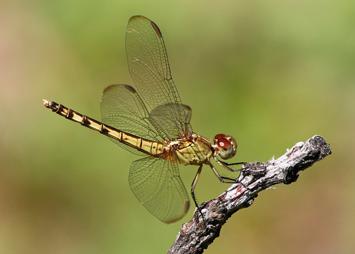 Band-winged Dragonlet