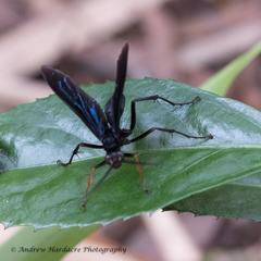 Leptodialepis bipartitus
