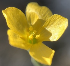 Linum aristatum