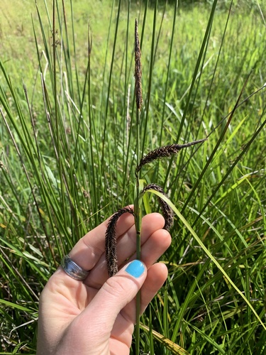 slough sedge (Carex obnupta)