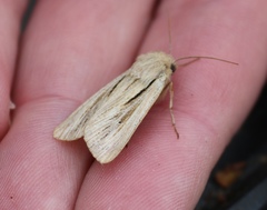 Leucania comma
