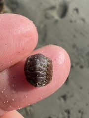 Onithochiton neglectus