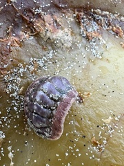 Onithochiton neglectus