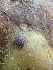 Onithochiton neglectus