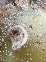 Onithochiton neglectus