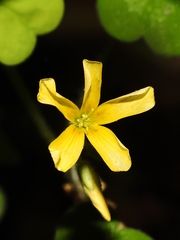Oxalis grandis