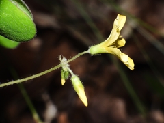 Oxalis grandis