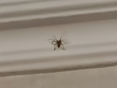 Arthropoda